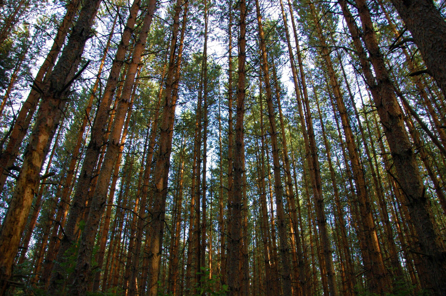 Domain Timber acquires nearly 3,400 acres of timberland