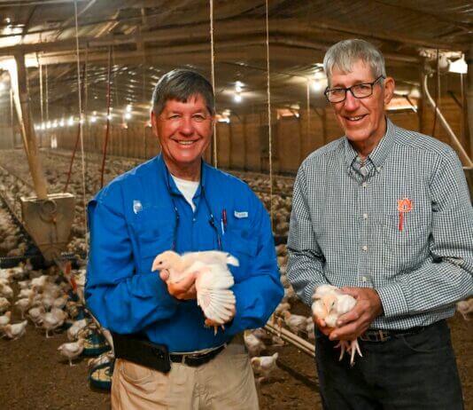 Alabama-grown chickens are among the state’s major exports